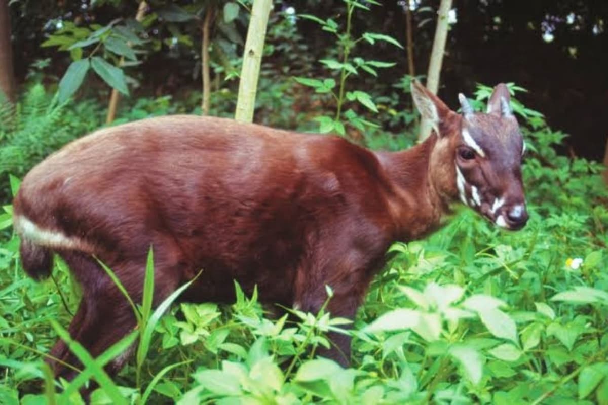 Theo WWF, việc phát hiện Sao la được xem là một trong những phát hiện động vật đáng chú ý nhất thế kỷ XX.