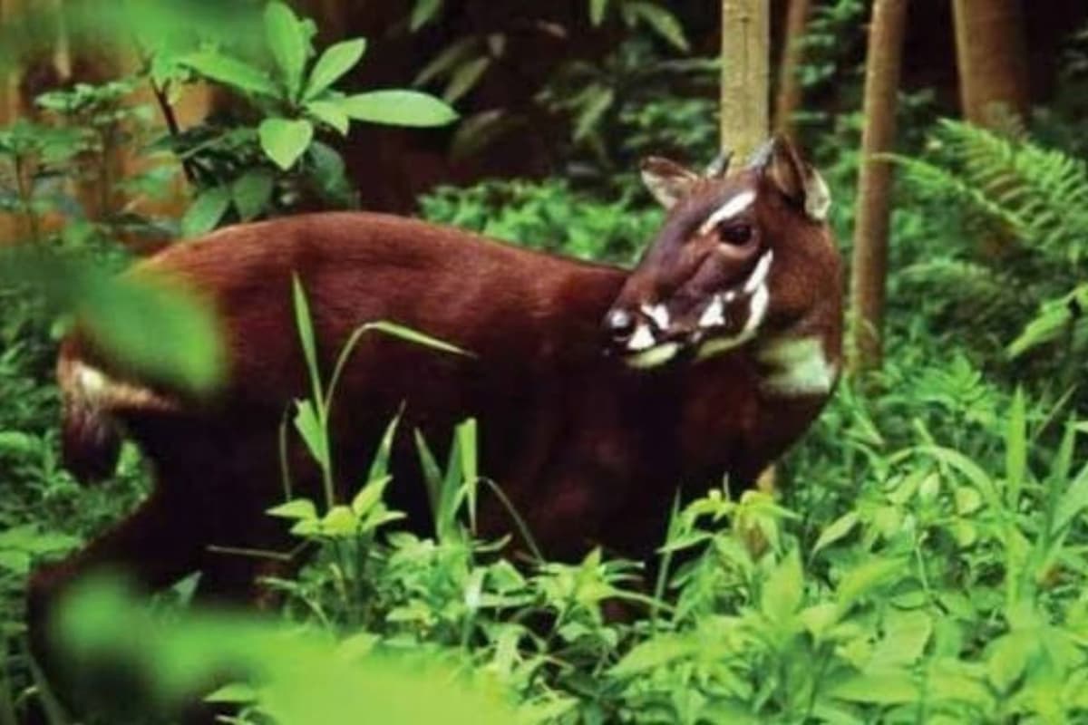 Saola được phát hiện vào năm 1992 và thường được gọi là Kỳ lân Châu Á.