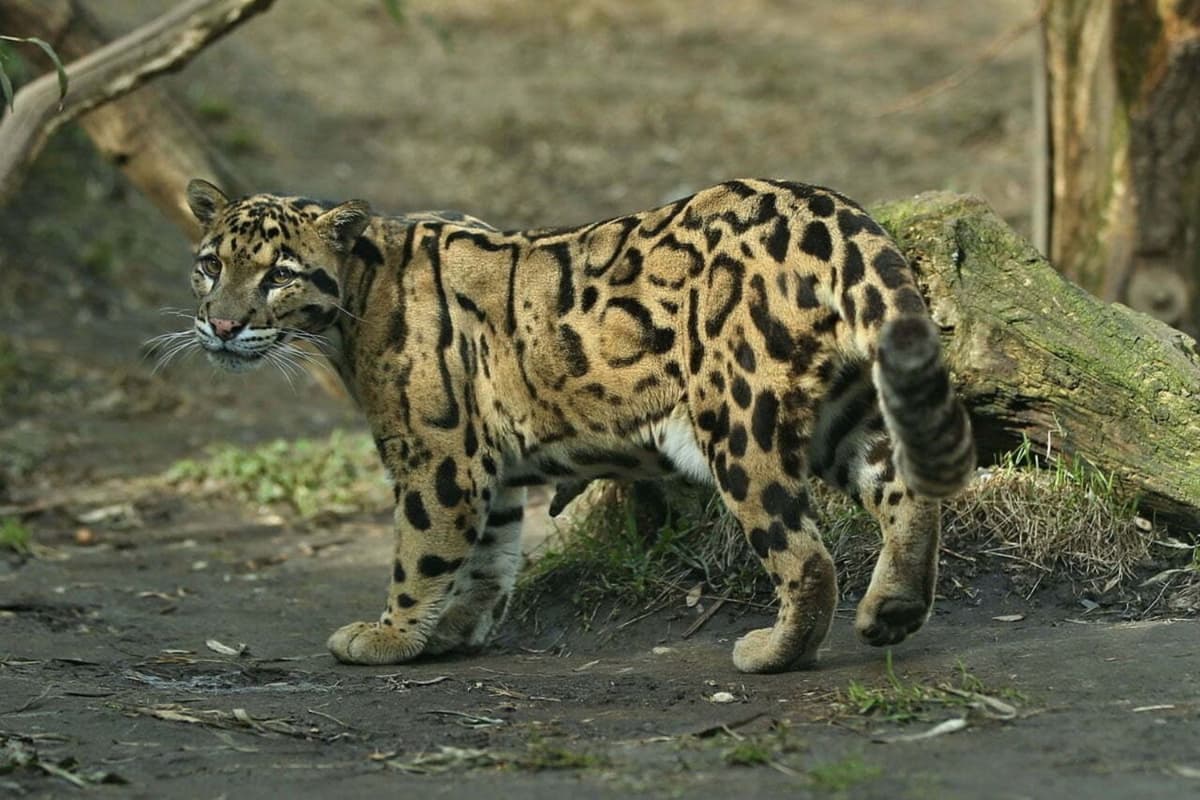 Báo gấm có những hoa văn đặc trưng như đám mây nên tên tiếng Anh được gọi là Clouded leopard.