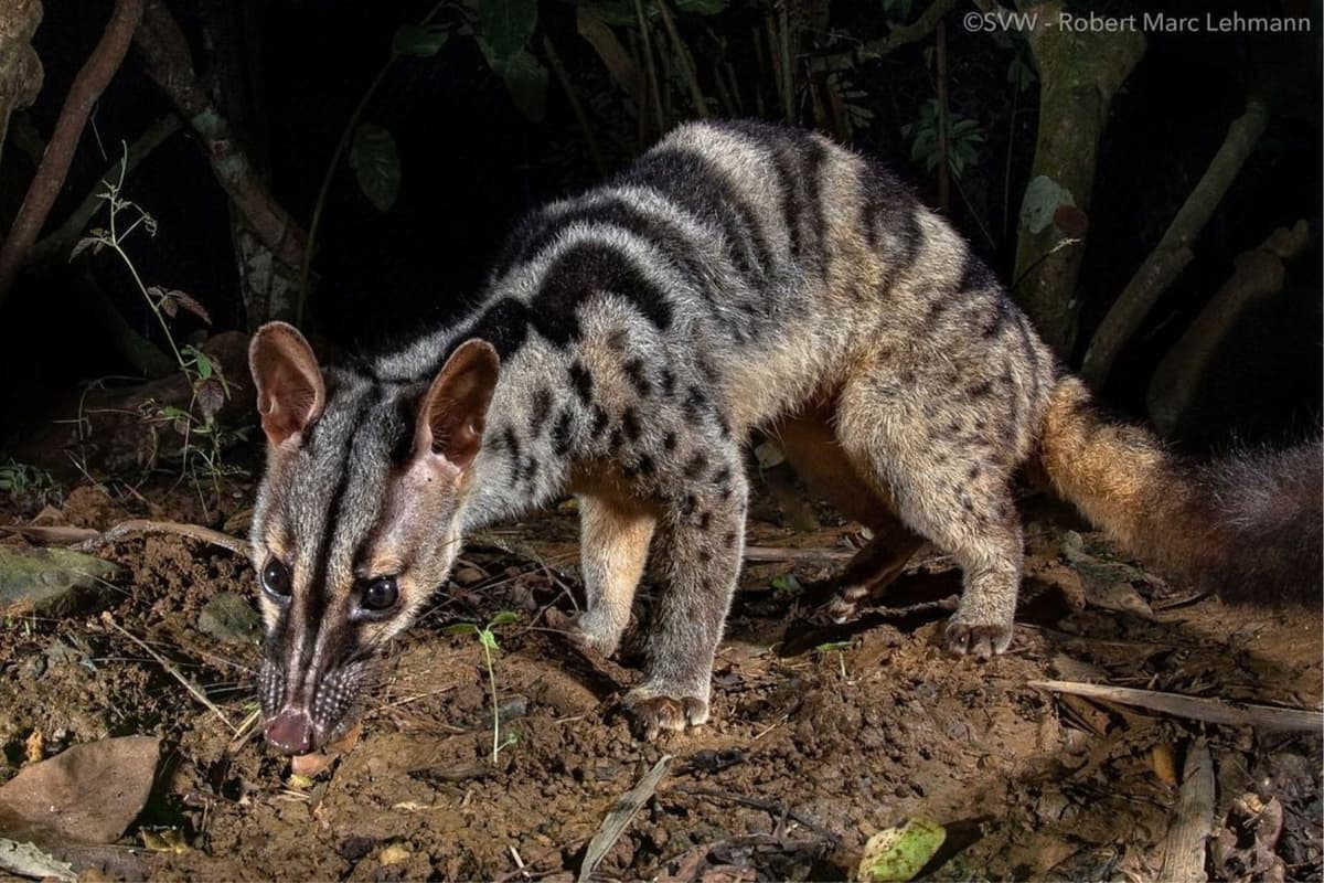 Cầy vằn được xếp hạng Nguy cấp (Endangered) trên Danh lục Đỏ IUCN.