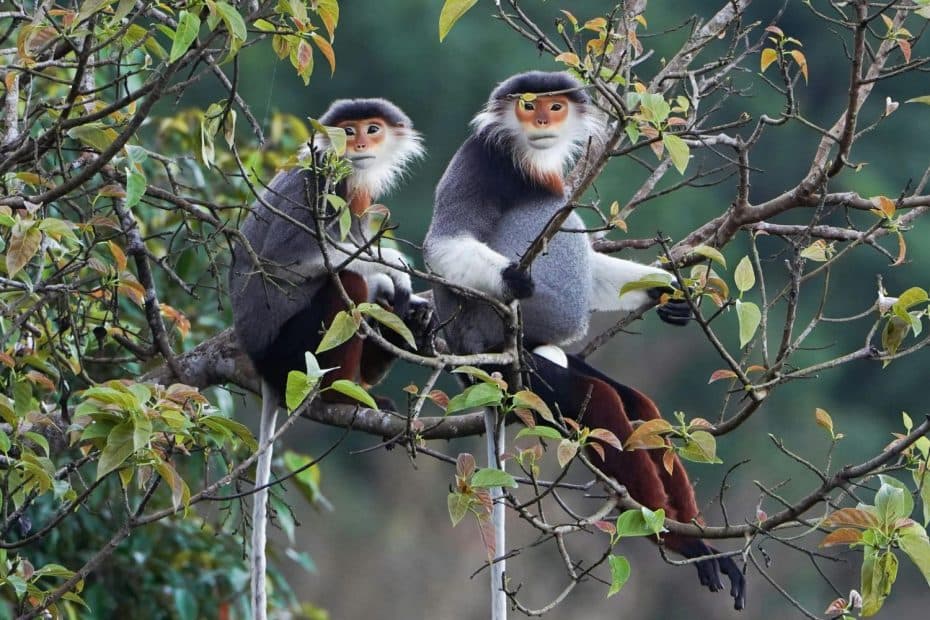 Voọc chà vá chân nâu được mệnh danh là nữ hoàng linh trưởng nhờ ngoại hình nổi bật.